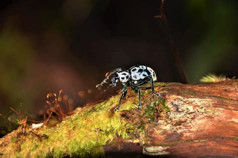 types of beetles in the philippines|Dazzling new mimic beetle species found in the Philippines.